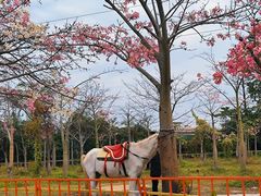 -广东花都香草世界旅游度假区