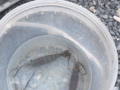 -DGE季风钓虾营地·团建·聚会