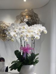 -YESIDO椰岛美容