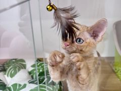 -青奢宠物·青奢猫舍