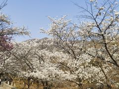 -樱花山风景区