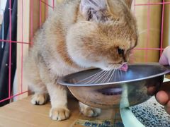 -山宅一喵德文卷毛猫舍