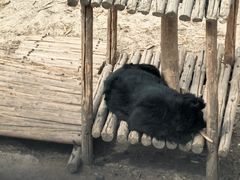 -青藏高原野生动物园