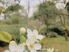 -树山生态村