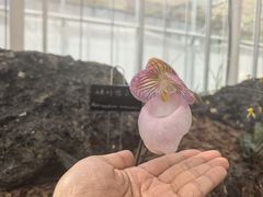-上海鲜花港