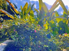 -中国科学院西双版纳热带植物园