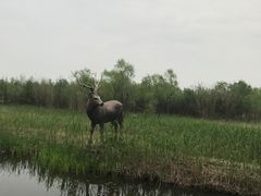 -溱湖国家湿地公园