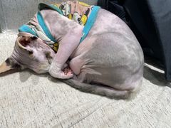 -藏猫猫咖啡主题馆(中央大道店)