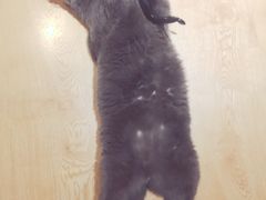 -万小咖.猫咖(中山路天虹店)