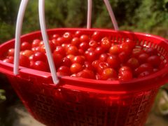 -樱桃山旅游景区