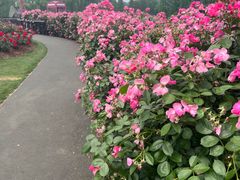 -上海辰山植物园