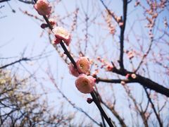 -香雪海