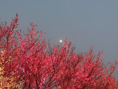 -无锡梅园公园