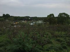 -上海海湾国家森林公园