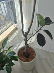 -HEYAN荷妍专业脱毛连锁机构