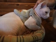 -蓝鲸·缅因猫舍