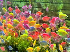 -双季花艺园艺市场(浦东店)