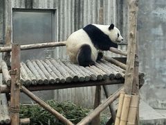 -成都大熊猫繁育研究基地