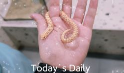 -Moni星球萌宠·小马宝莉·灵蛇·高端高阶全萌宠互动体验俱乐部(红豆国际广场店)