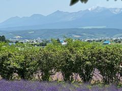 -富田农场