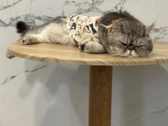 -楼上猫咖(罗湖店)
