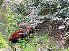 -都江堰中华大熊猫苑