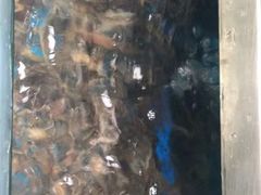 -八仔大富楼·河鲜(西江店)