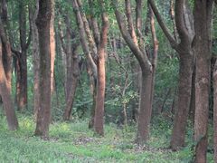 -昆山城市生态森林公园