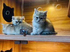 -猫十亿·布偶金渐层·曼基康矮脚猫舍(青年路店)