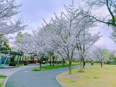 -顾村公园