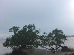 -宝安西湾红树林湿地公园