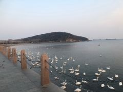 -烟墩角天鹅湖