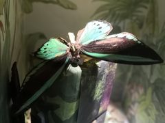 -上海大自然野生昆虫馆(东方明珠·爬宠昆虫探索中心)