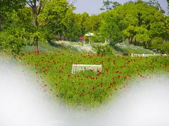 -花开海上生态园