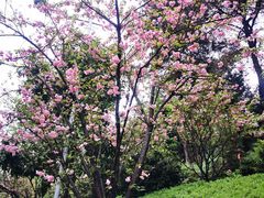 -铁山坪森林公园