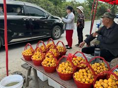 -塘栖枇杷特色园区