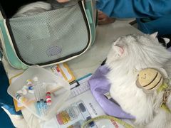 -乐琪宠物医院·犬猫专科·骨外科·急重症