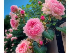 -香蜜公园