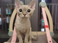 -十年猫舍·猫咪专门店(普陀店)