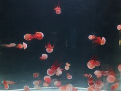 -台州海洋世界