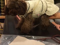 -多卡布奇宠物生活馆(上林世家店)