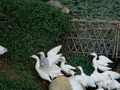 -厦门园林博览苑