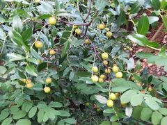 -北京西山国家森林公园