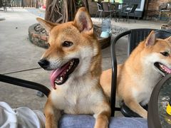 -柴犬高等学院·狗咖·柴犬售卖·宠物训练