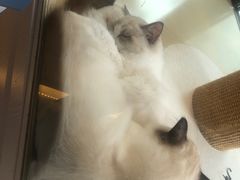 -momokira米努特·德文卷毛猫·棉花面纱犬
