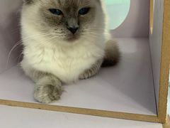 -喵的天空名猫咖啡馆·撸猫·猫舍·用品