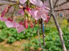 -天适樱花悠乐园