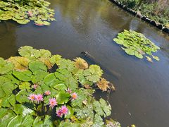 -墨尔本皇家植物园