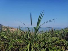 -洋山深水港观景平台