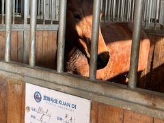 -中加枫华国际学校